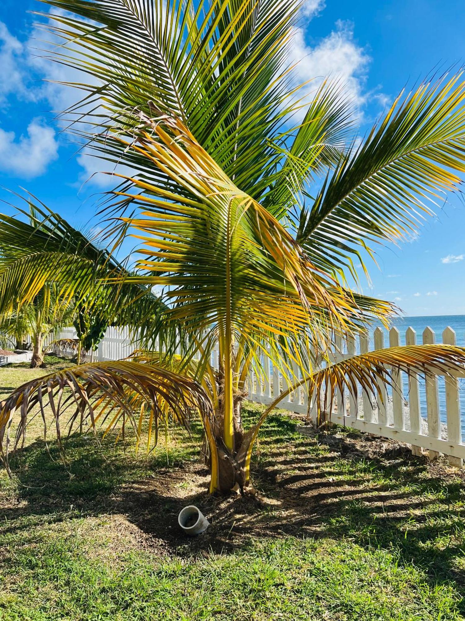 Sealavie Apartments - Grenada St. George's Ngoại thất bức ảnh